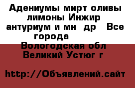 Адениумы,мирт,оливы,лимоны,Инжир, антуриум и мн .др - Все города  »    . Вологодская обл.,Великий Устюг г.